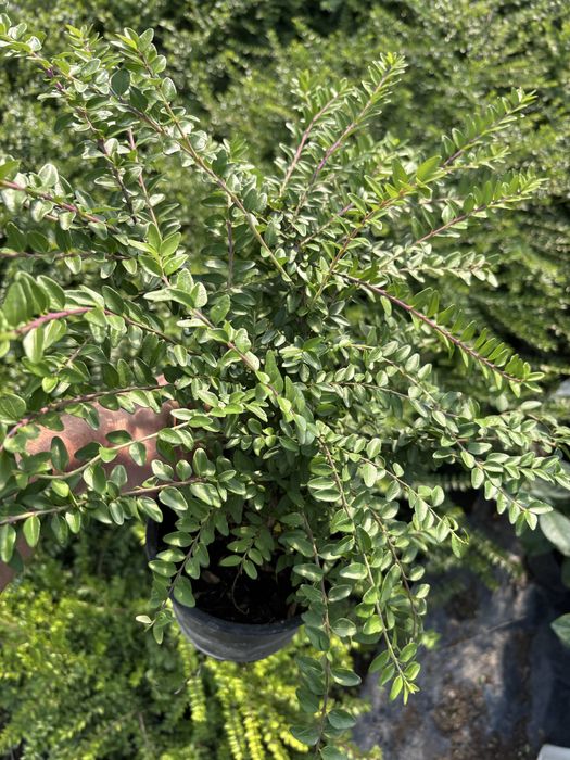 Lonicera Nitida gard viu