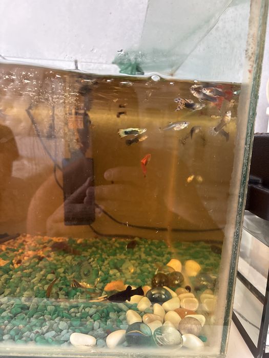 Продам аквариумные рыбки