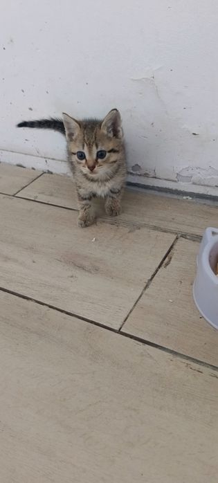 Отдам котенка Британка девочка