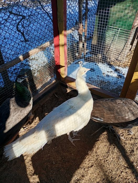 Pauni tineret alb și arlechin