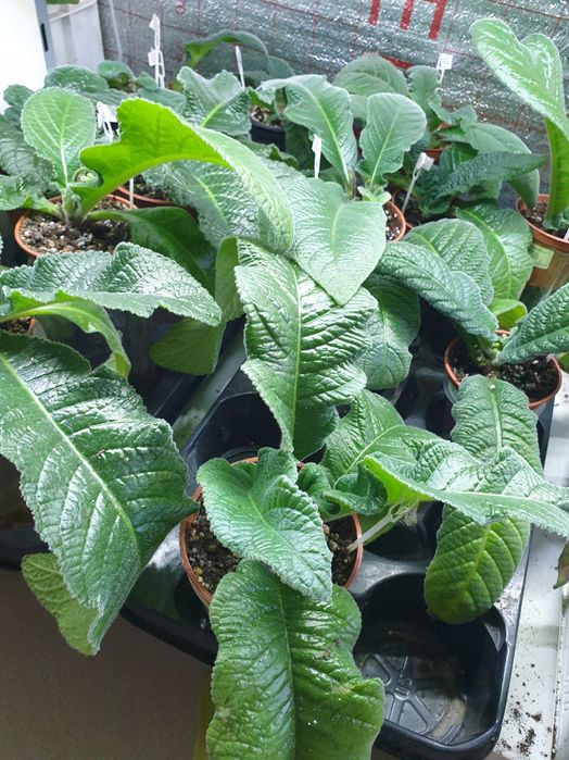 Стрептокарпус (детки) Набор!!!