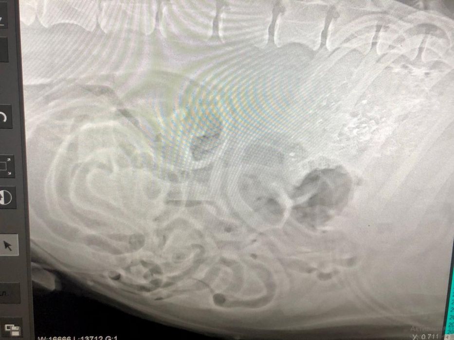 Ветеринар выезд на дом 24/7