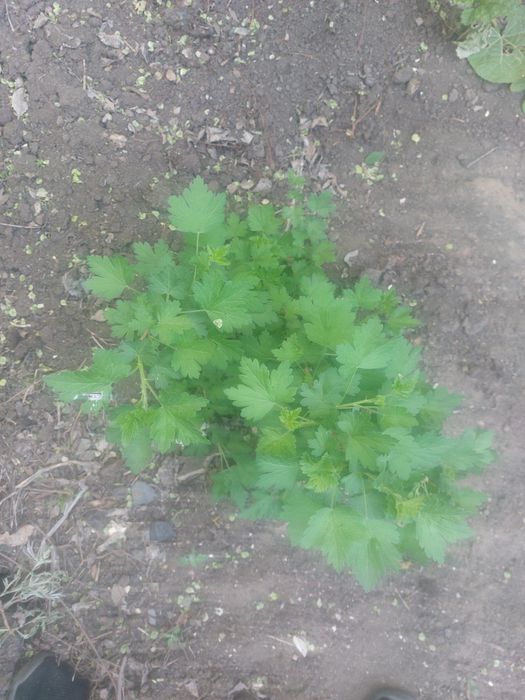 Крыжовник кустики