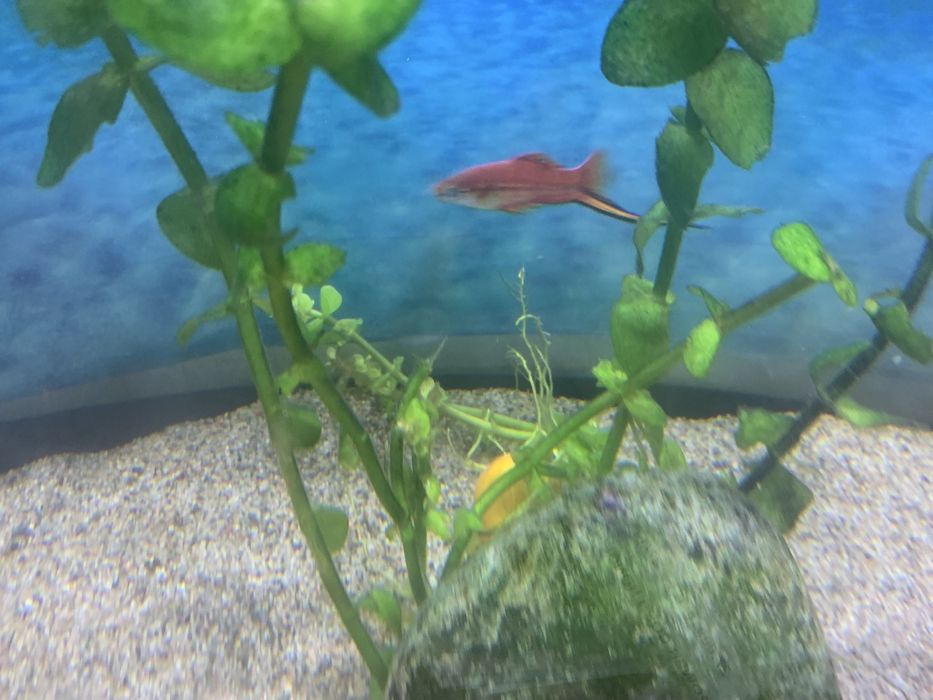 Рыбки в аквариуме