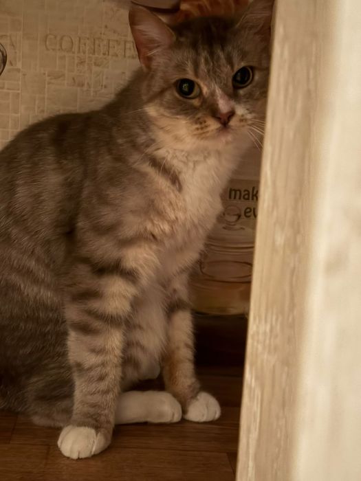 Отдам кошку бесплатно