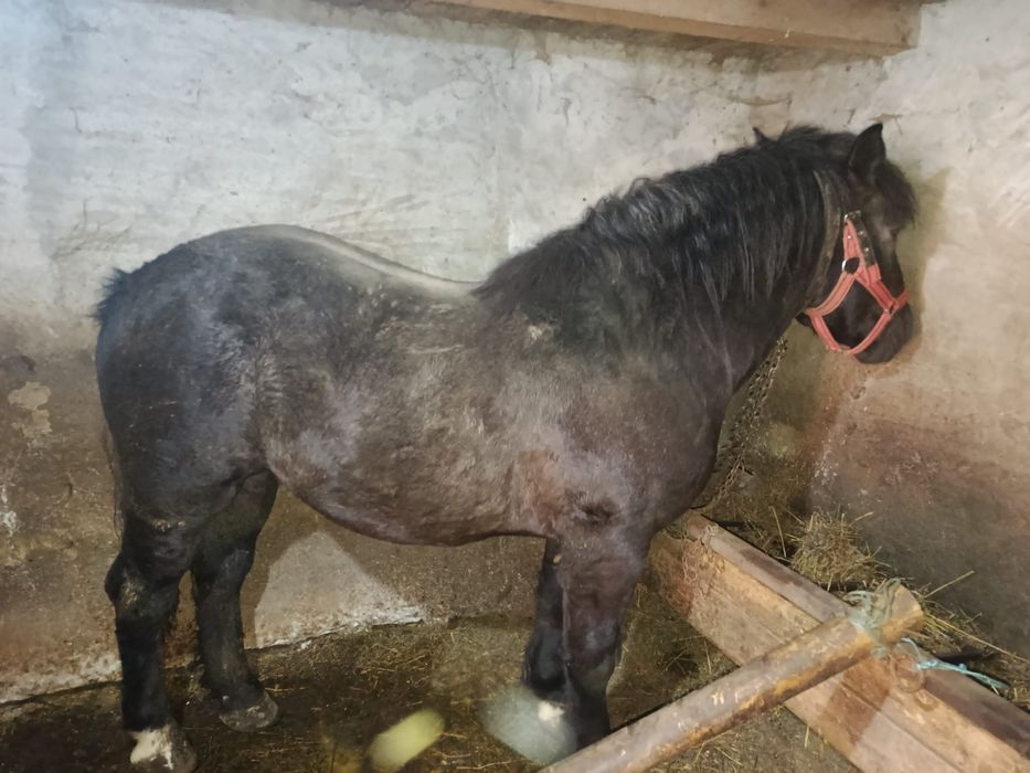 Vind sau schimb cu Duba nu veniți cu toate reginele