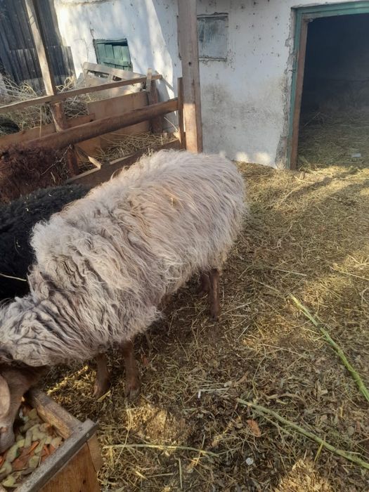 кой сатылады дау дау семиз койлар кошкар кармакшыда тур