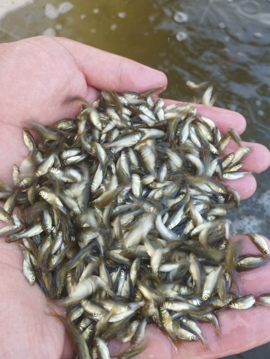 Малёк семечка личинки балик