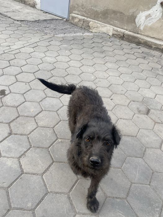 Щенки Питбуль Төбет