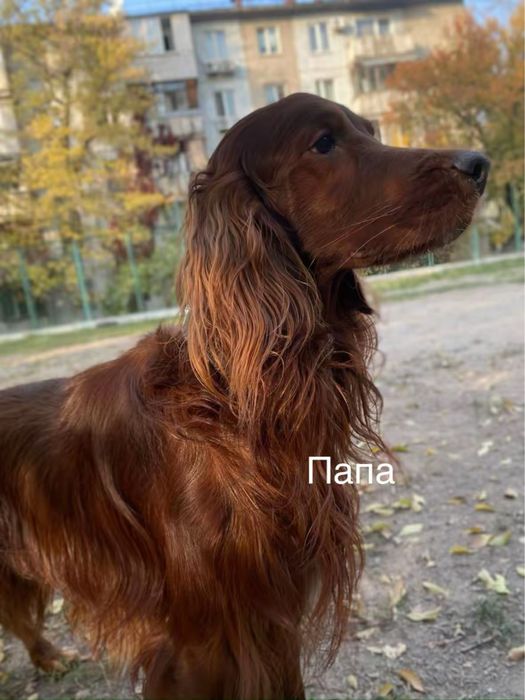 Ирланский сеттер