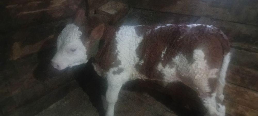Vind vacă baltata românească de 7 ani cu vitel de 3 săptămâni