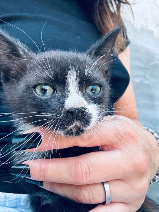 Motanel pentru adoptie