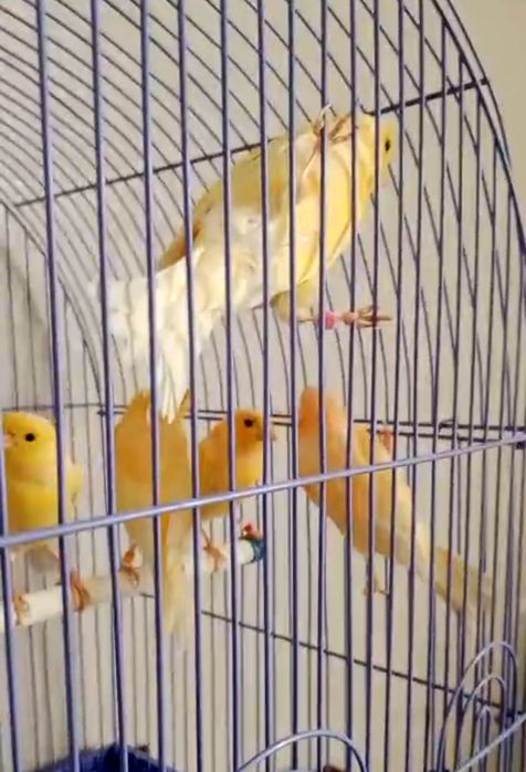 Продаются канарейки