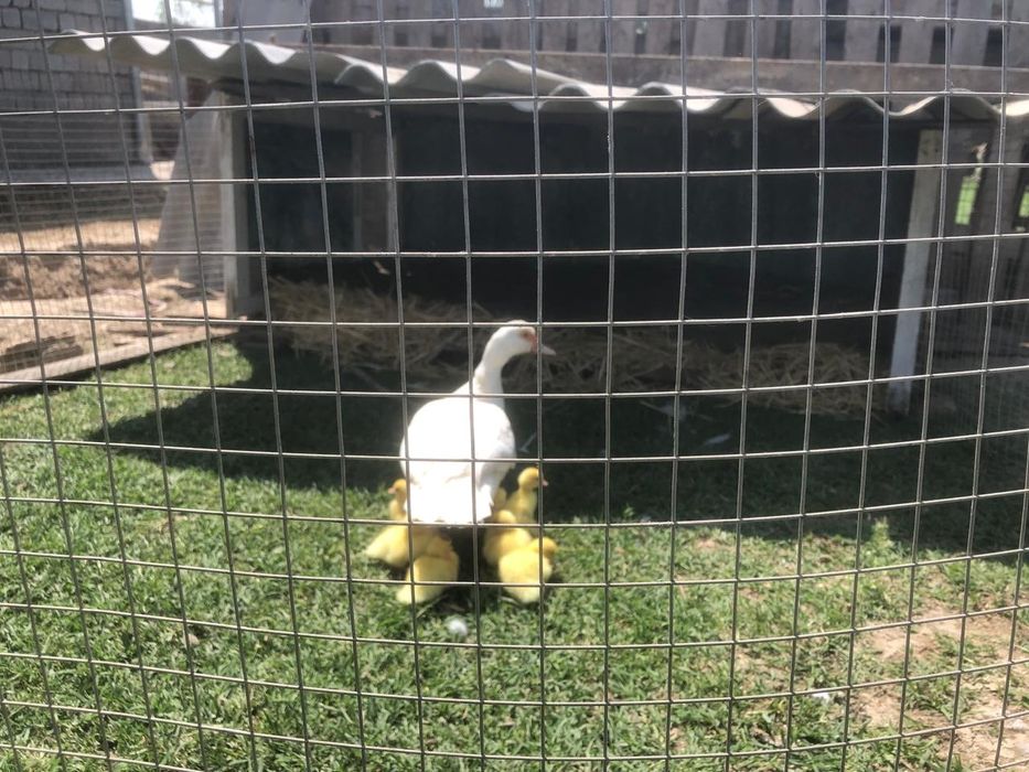 Индоутки белые самки самцы продоются