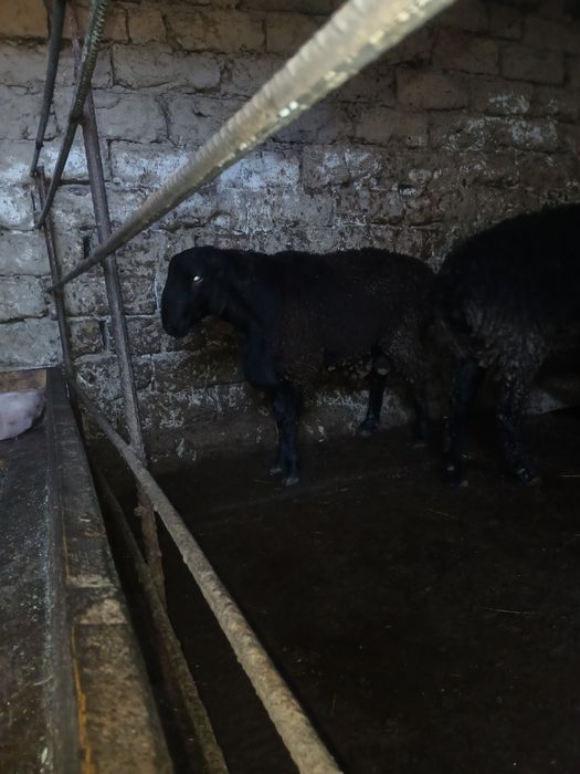 Qo'chqor va soliqlar sotiladi