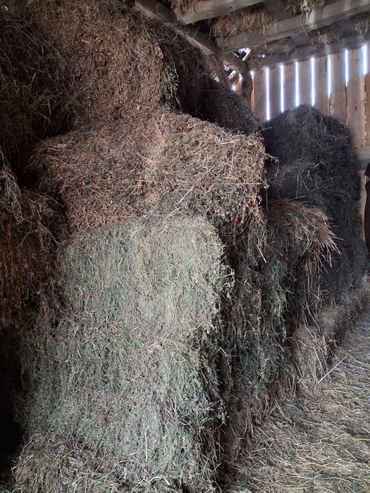 Vând baloti lucerna