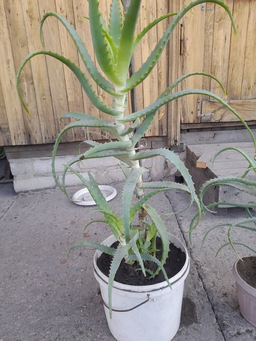 Алоэ,алоэ, алоэ лечебный