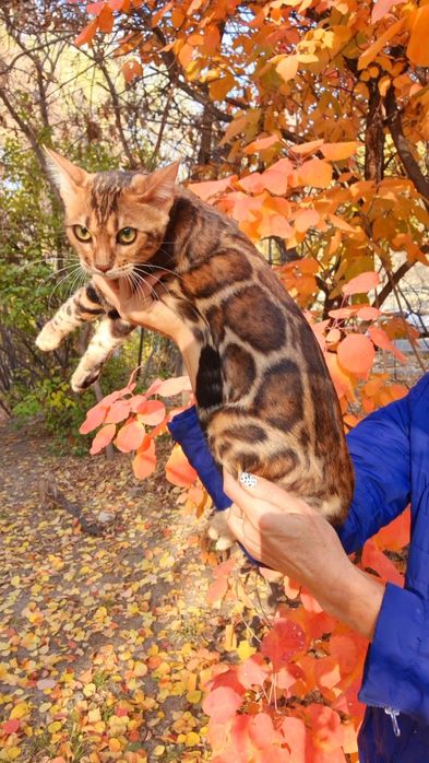 Бенгальсикие котята: леопард, который мурчит