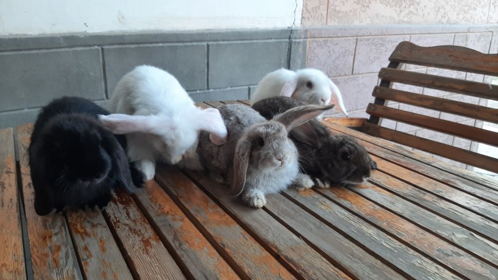 Karlik baran quyonchalar sotiladi