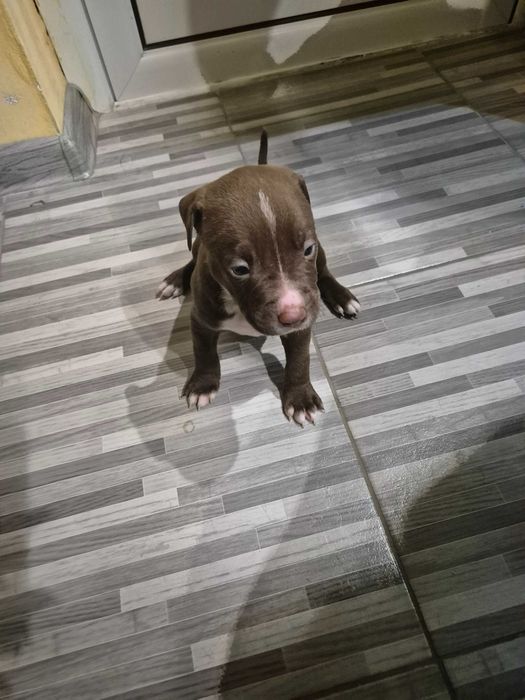 Продавам Питбулчета