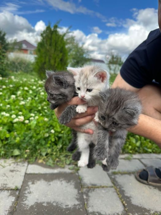 Отдам котят в добрые руки