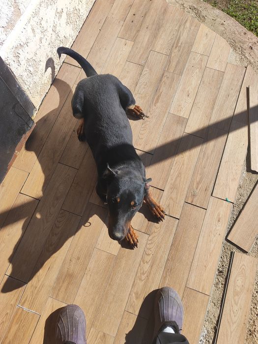 Продам якдтерер годовалый