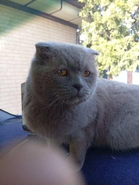 Продам чистокровного котика