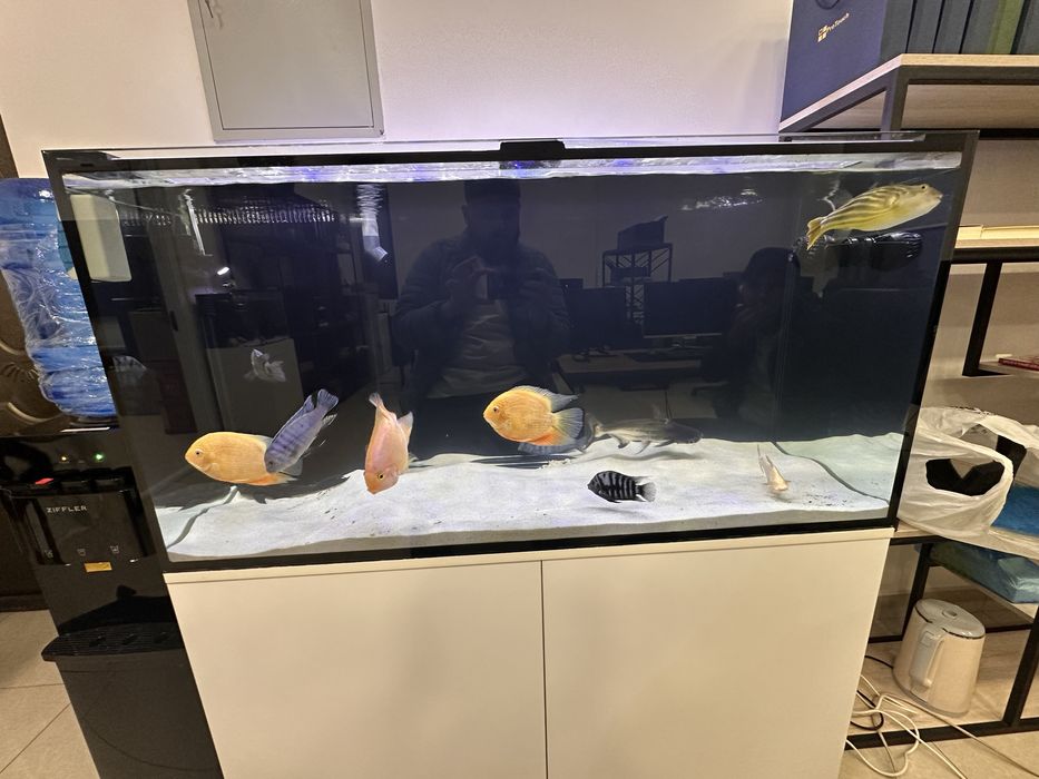 Продаётся рыба аквариумная