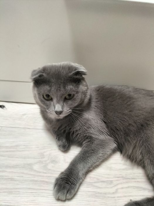 Отдам в добрые руки