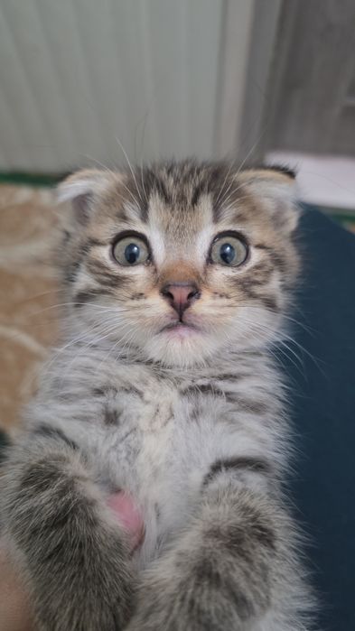 Отдаём котят в хорошие руки