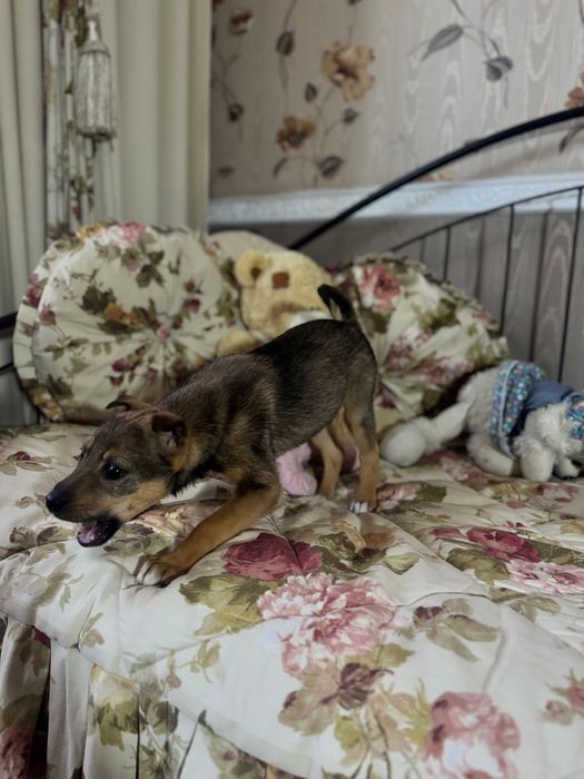 Отдаём не щенка, а счастье с хвостиком