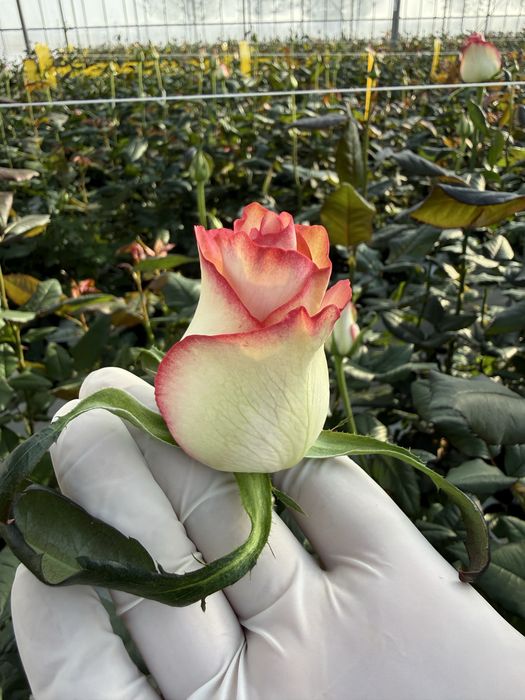 Цветы на прямую с теплицы