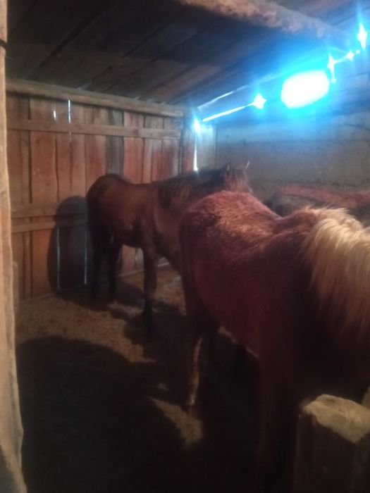 Продам жеребчиков