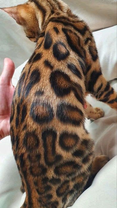 Кот и кошка бенгалы,продам