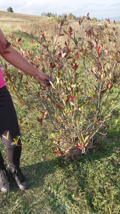 Tufe Aronia pe rod