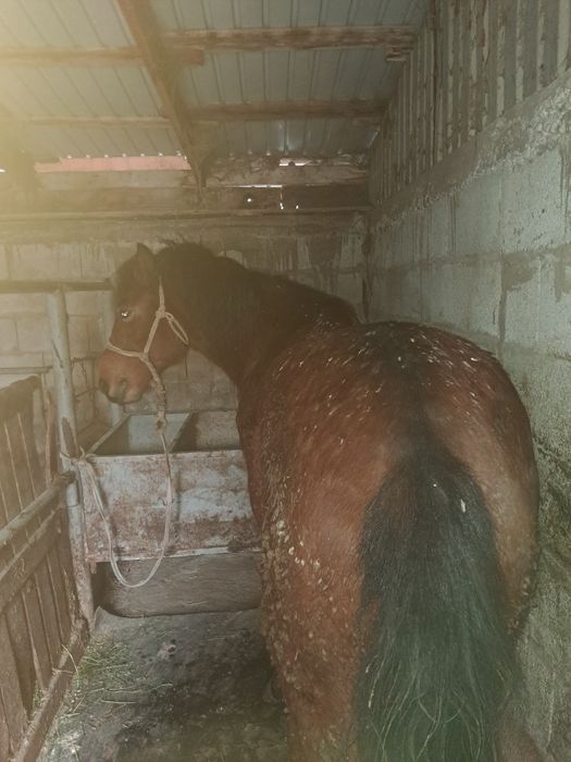 Құнан сатылады 3жаста ноқта  жуас