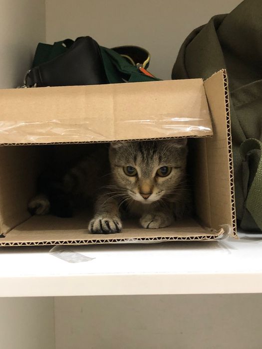 Ищет дом кошка Джулия