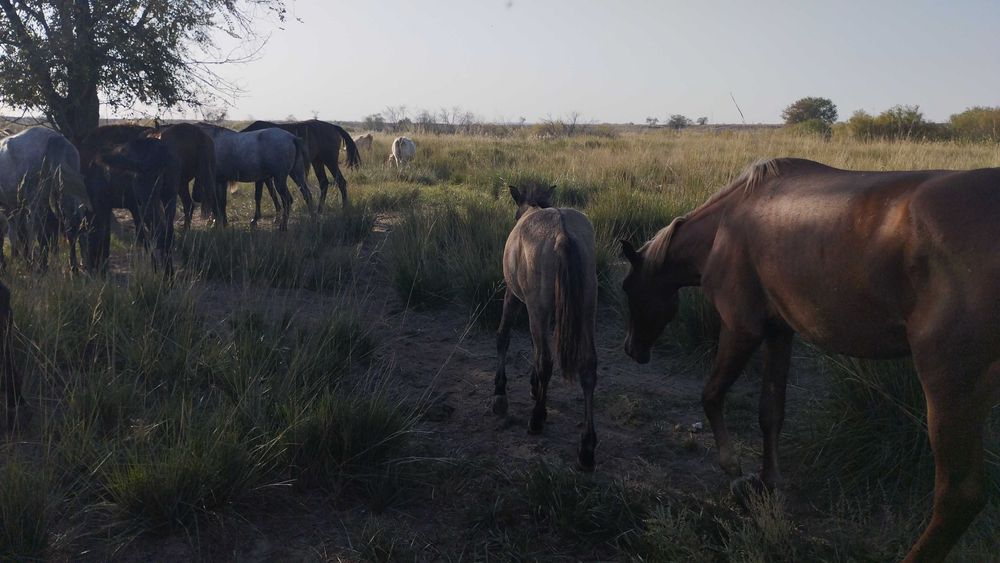 Буаз бие сатамын