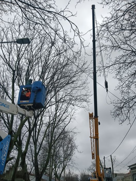 Defrișării/Curățare Grădini/Tăiere Arbori cu alpiniști Rapid