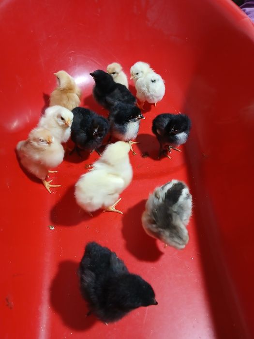 Vand pui de găină 12 la număr