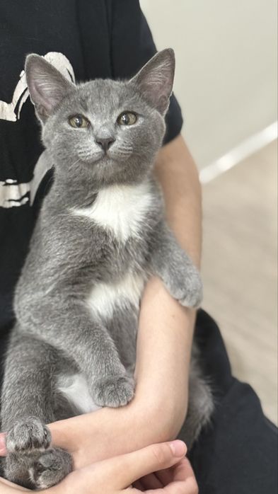 Котенка отдам в добрые руки