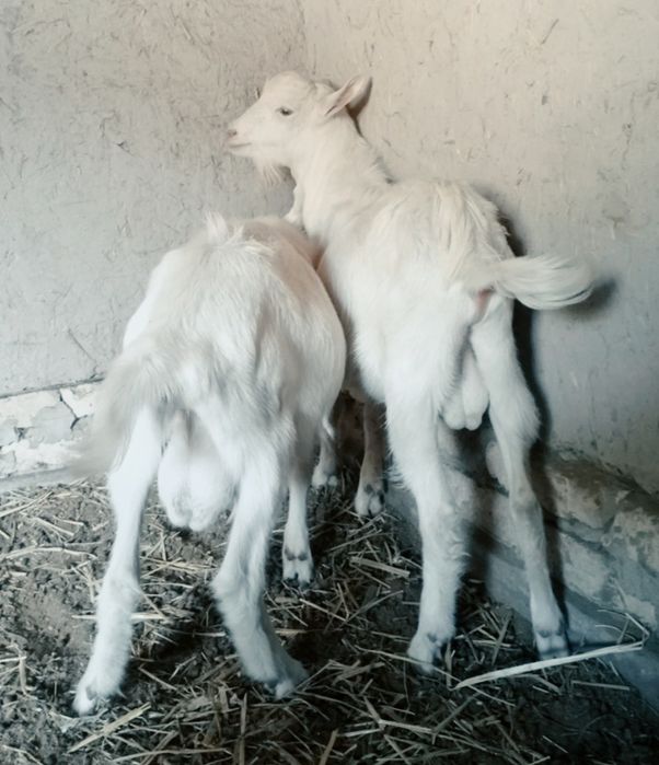 Эчки боллари сотилади ёзда тугилган 2 дона така ишлаши зўр