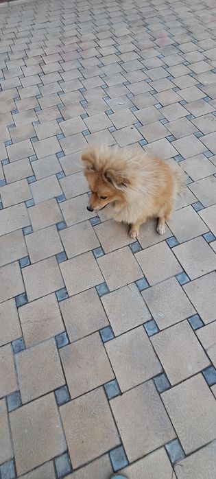 Продаётся Немецкий шпиц