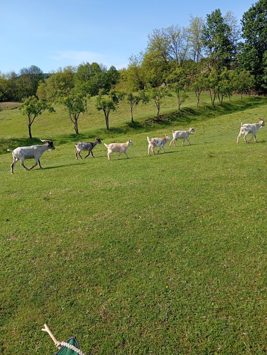 Vind oi cu miei mici,  oi cu miei mici berbeci și capre,miei de anul