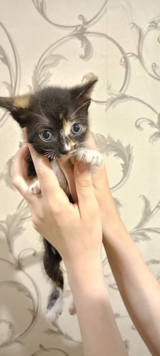 Котята бесплатно