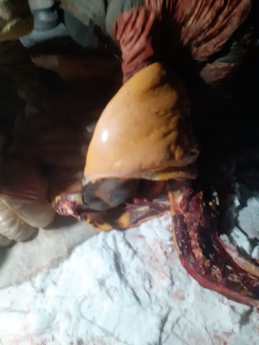 Продам мед натуральный