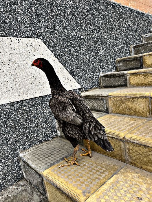 kul turkga vetnam tozasini