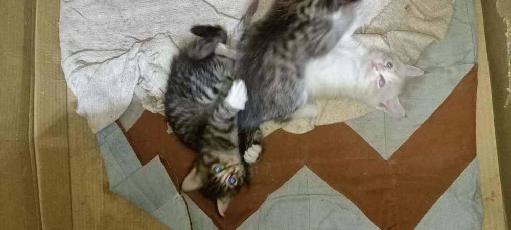 Бесплатно! Котята