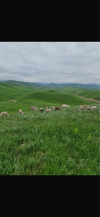 Участок фазенда сатылады