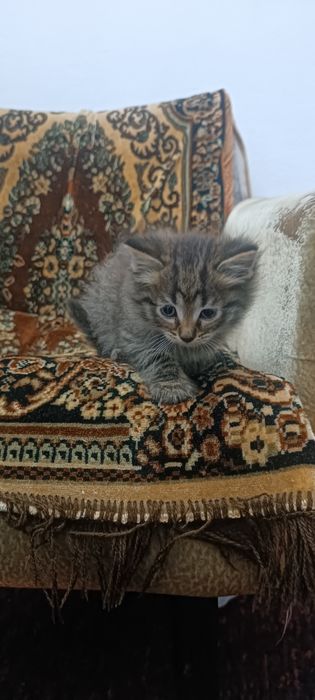 Отдам котят в добрые руки